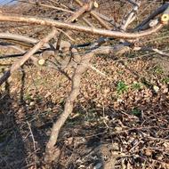 حرص باغ کیوی