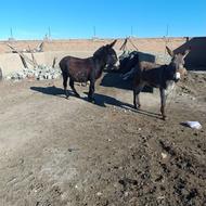 خر رمانتی گله