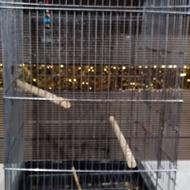 تعدادی لوازم داخل قفس پرنده نو