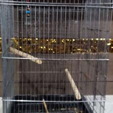 تعدادی لوازم داخل قفس پرنده نو