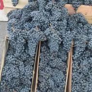 انگور سیاه دیم سردشت