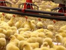 جوجه گوشتی در شیپور