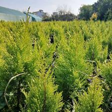 کاج طلایی لاوسون گلدان3