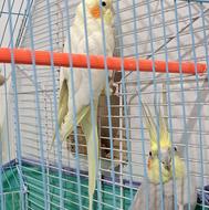 عروس هلندی نروماده بالغ