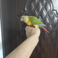 طوطی گیرینچیک