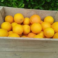 پرتقال تامسون قیچی چین