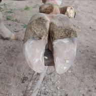 خدمات سم چینی و خدمات دامپزشکی