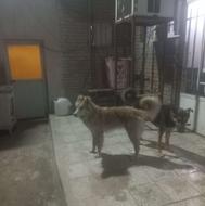 توله سرابی و توله ژرمن ورک لاین واگذاری