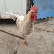 خوروس سفیدتخفیف هم داره