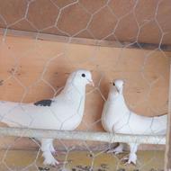 کبوتر یا کفتر