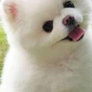 هرگونه حیوانات خانگی و سگ نگهبان و... را به وا گذاری بنمایم