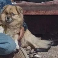 واگذاری سگ پامرین خاص