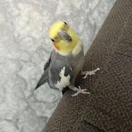 عروس هلندی سینامون نر سخنگو نیمه رام