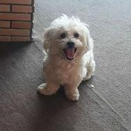 سگ شیتزو نر پشمالو