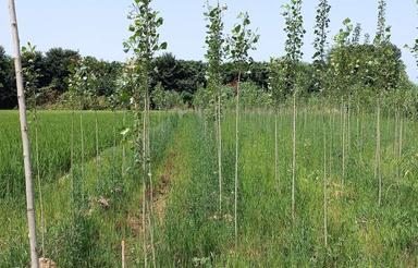 فروش باغ صنوبر