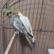 فروش و معاوضه یه جفت عروس هلندی