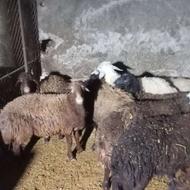 گوسفندکشتاری درجه1