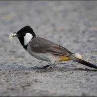 سهره خاکی ............