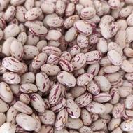 لوبیا چیتی کپسولی تازه