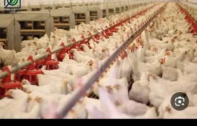 فروش مجوز مرغداری با زمین