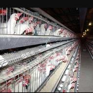 مرغ سفید تخمی تخمگذار جوان چاق