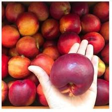 نهال شلیل کیوتا، درخت شلیل در نهالستان