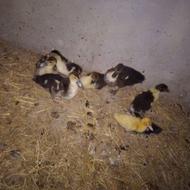 8 عدد اردک اسراییلی 45 روزه
