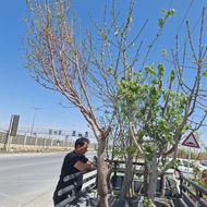 نهالستان نهال و درخت ریشه پر گلدانی