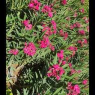 نهال و بوته گل خرزله