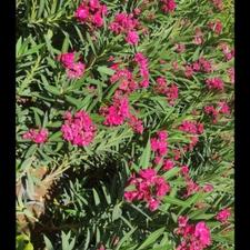 نهال و بوته گل خرزله