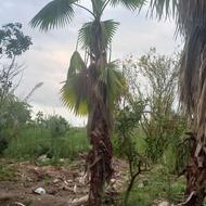 فروش پالم واشنگتن