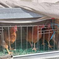 مرغ خروس جوان سالم سرپا