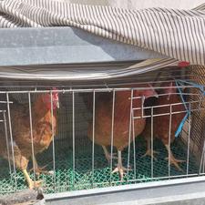 مرغ خروس جوان سالم سرپا