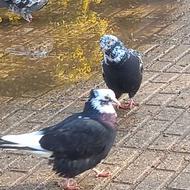 کبوتر پرشی ماده شازده کاکل