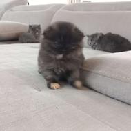 گربه پرشین اسکاتیش