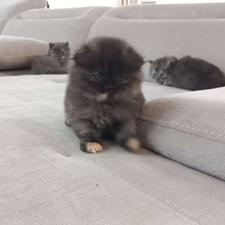 گربه پرشین اسکاتیش