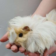 بچه خوکچه هندی