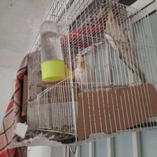 فروش عروس هلندی نر وماده