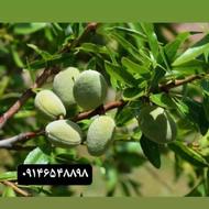 نهال بادام برمی