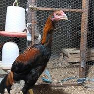 خروس لاری ...