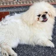 سگ پیکینیز امپریال