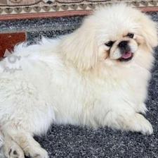 سگ پیکینیز امپریال