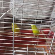 دو عدد مرغ عشق همراه با قفس