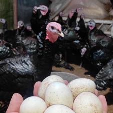 بوقلمون های برنز سنگین وزن و بوربون ،رویال