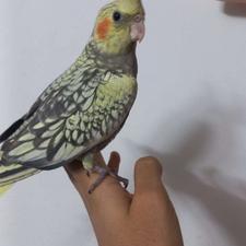 جوجه عروس هلندی