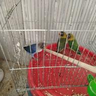 طوطی برزیلی رام کاملا دستی