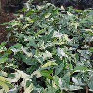 آگلونما برفی،سینگینیوم ابلق،زامیفولیا