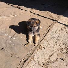 واگذاری نژاد ژرمن اوکراینی