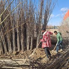 نهال و درخت گردو بازدهی سال اول