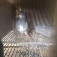 مفلق خرقه دمگیر